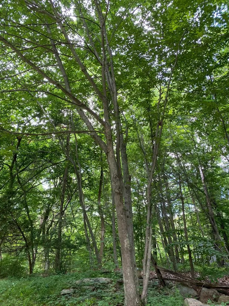 Expert garden landscaping in Middletown, CT by Firmes Family Landscaping