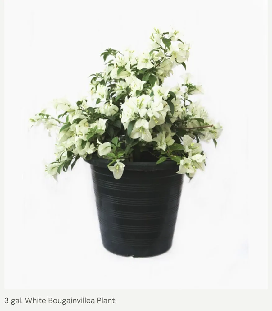 Reliable landscape design for residential properties in Biscayne Park, FL by First choice landscaping