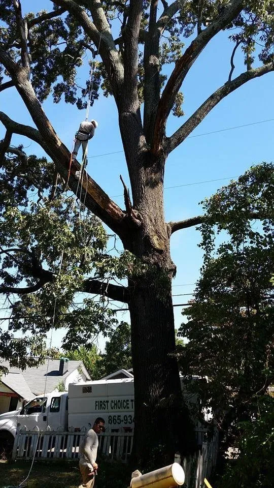 Expert garden landscaping experts serving KNOXVILLE, TN - First Choice Lawn & Tree Service