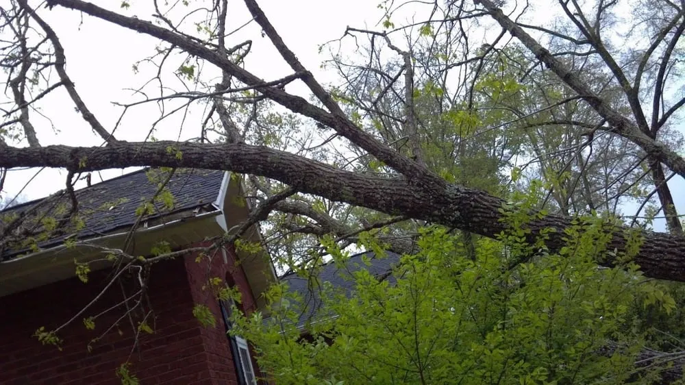 Top-rated residential landscaping experts serving KNOXVILLE, TN - First Choice Lawn & Tree Service