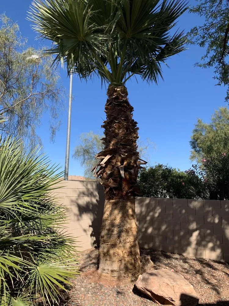 Custom yard maintenance experts serving Las Vegas, NV - First Choice Tree Service