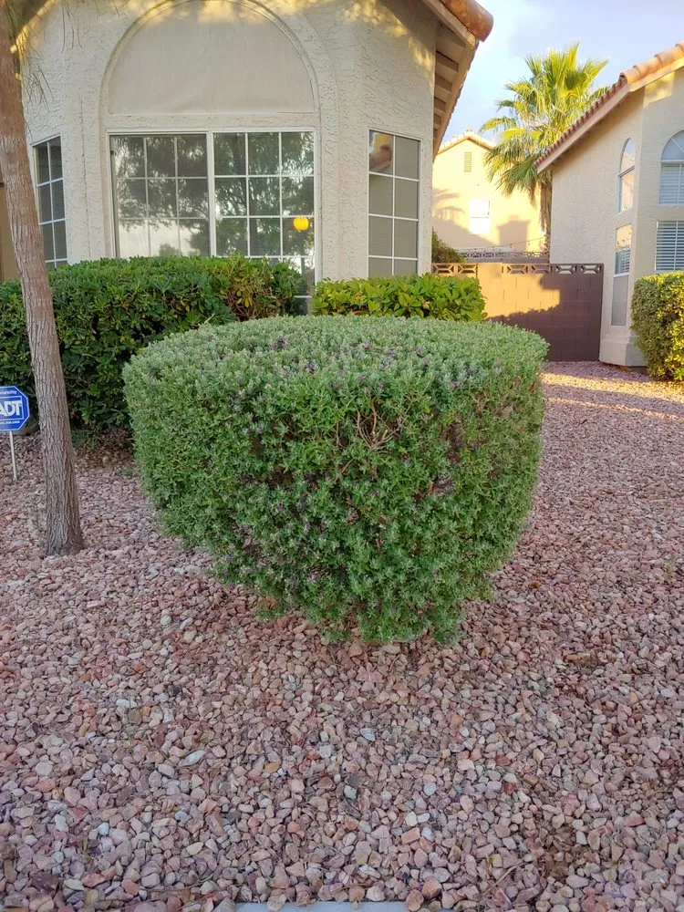 Professional landscape installation in Las Vegas, NV - First Choice Tree Service
