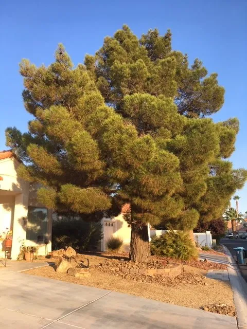 Local landscape installation in Las Vegas, NV by First Choice Tree Service
