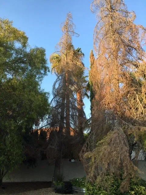 Custom lawn care service for homes across Las Vegas, NV - First Choice Tree Service