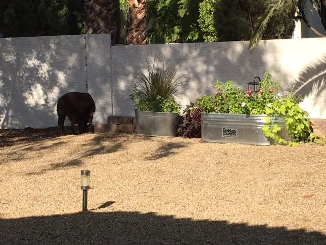 Reliable lawn care service for residential properties across Las Vegas, NV - First Choice Tree Service