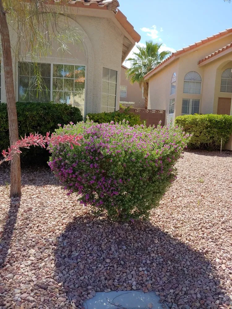 Custom landscape design for outdoor upgrades in Las Vegas, NV by First Choice Tree Service