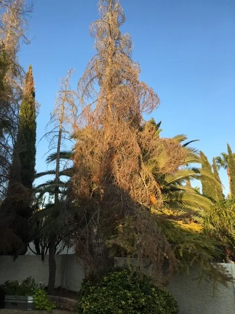 Reliable landscaping services for homes across Las Vegas, NV - First Choice Tree Service