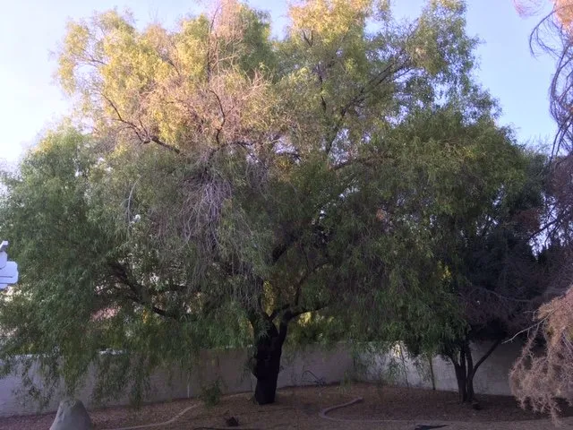 Professional yard maintenance near you in Las Vegas, NV by First Choice Tree Service