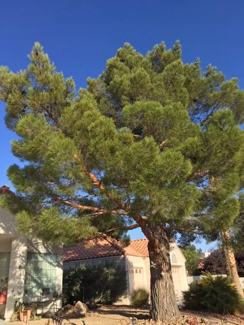 Reliable garden landscaping for year-round maintenance in Las Vegas, NV by First Choice Tree Service