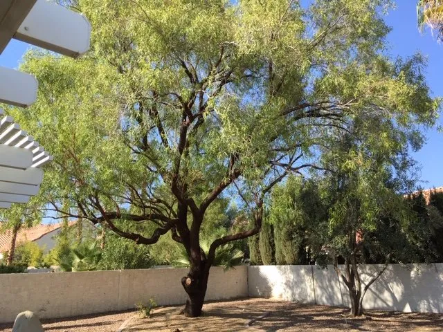 Professional landscape installation experts serving Las Vegas, NV - First Choice Tree Service