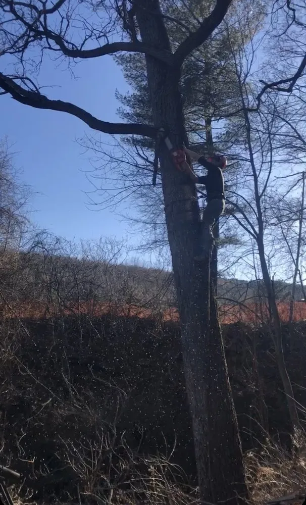 Trusted garden landscaping in Addison, NY - First Choice Tree Services