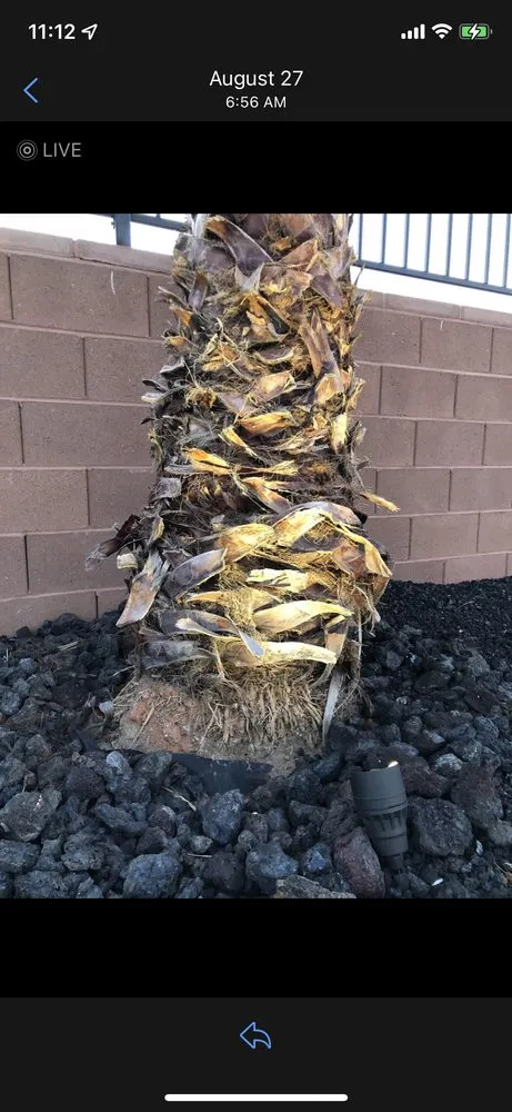 Professional yard cleanup service in Santa Clara, UT by First Class Landscaping