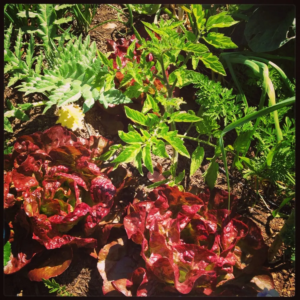 Expert garden landscaping for residential properties across Los Angeles, CA - First Earth Gardens