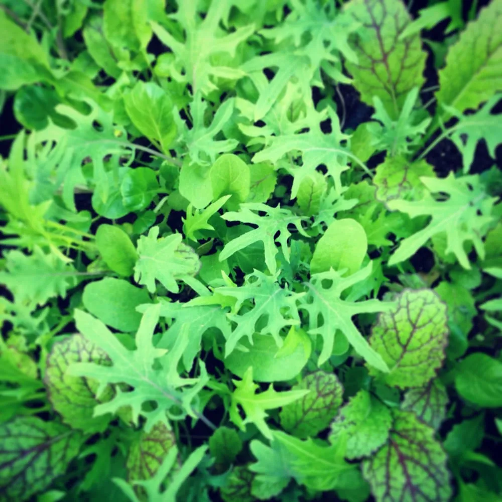 Trusted landscaping services in Los Angeles, CA - First Earth Gardens