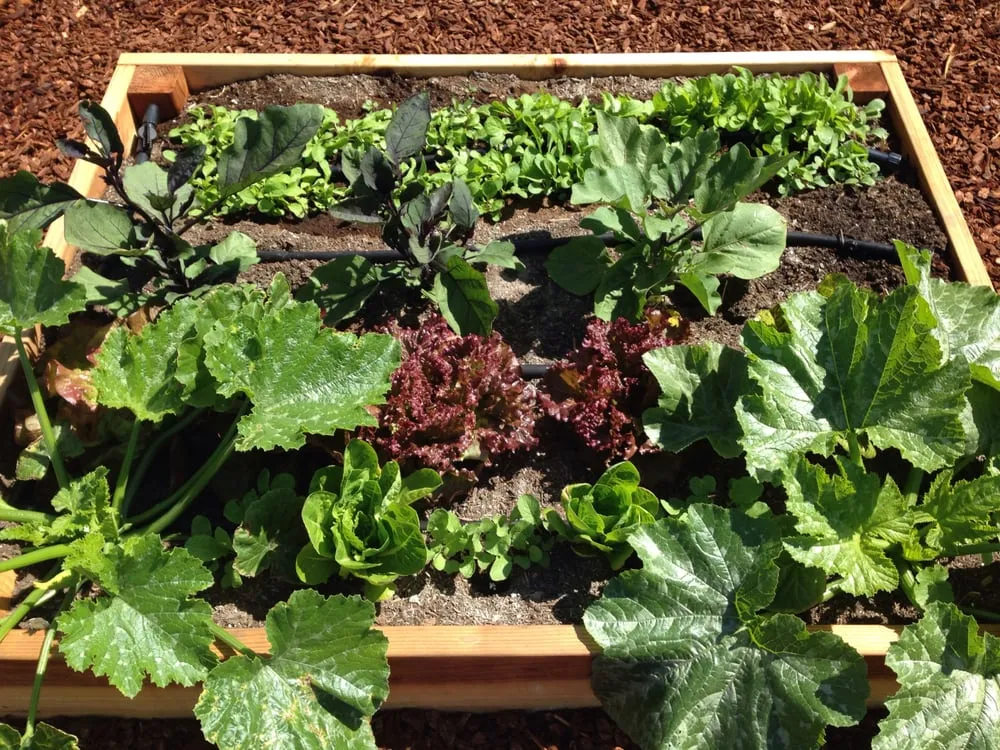 Local yard cleanup service in Los Angeles, CA by First Earth Gardens