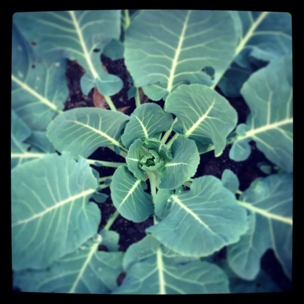 Custom landscaping services for beautiful yards in Los Angeles, CA by First Earth Gardens