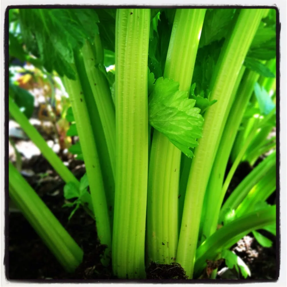 Expert landscaping services for beautiful yards across Los Angeles, CA - First Earth Gardens