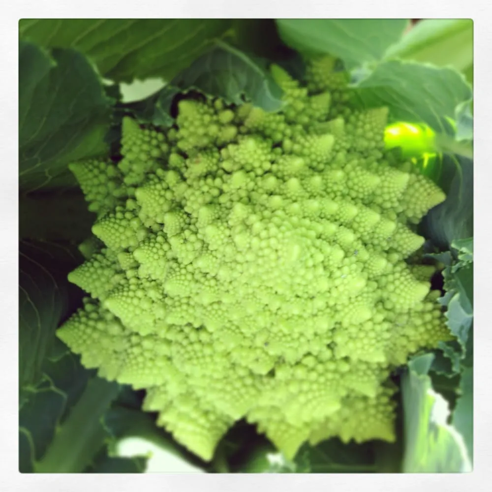 Custom yard cleanup service for beautiful yards in Los Angeles, CA by First Earth Gardens