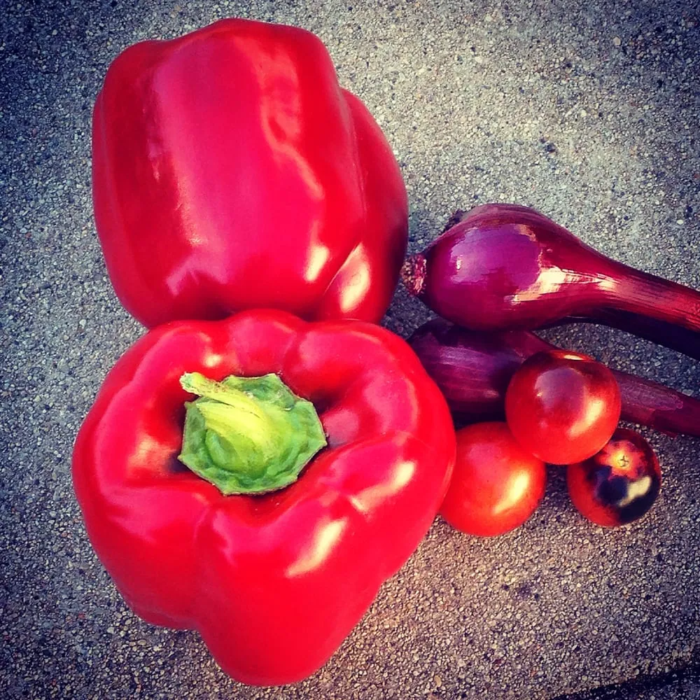 Affordable lawn mowing service in Los Angeles, CA - First Earth Gardens