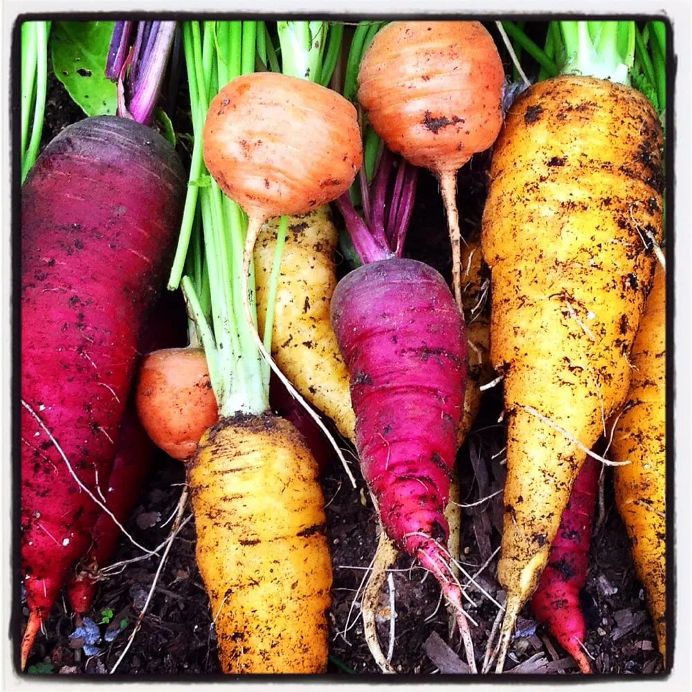 Top-rated residential landscaping in Los Angeles, CA - First Earth Gardens