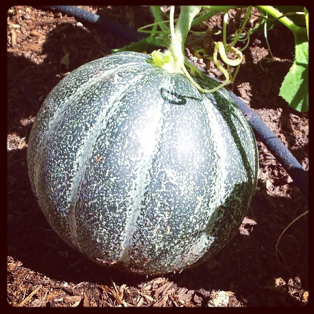 Reliable yard maintenance near you across Los Angeles, CA - First Earth Gardens