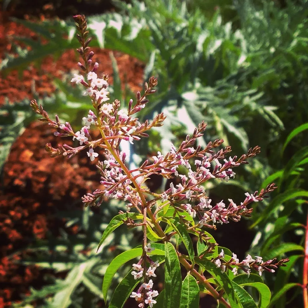 Custom garden landscaping with custom design in Los Angeles, CA by First Earth Gardens