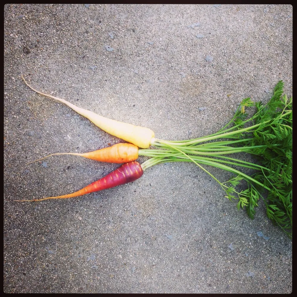 Affordable landscape design experts serving Los Angeles, CA - First Earth Gardens