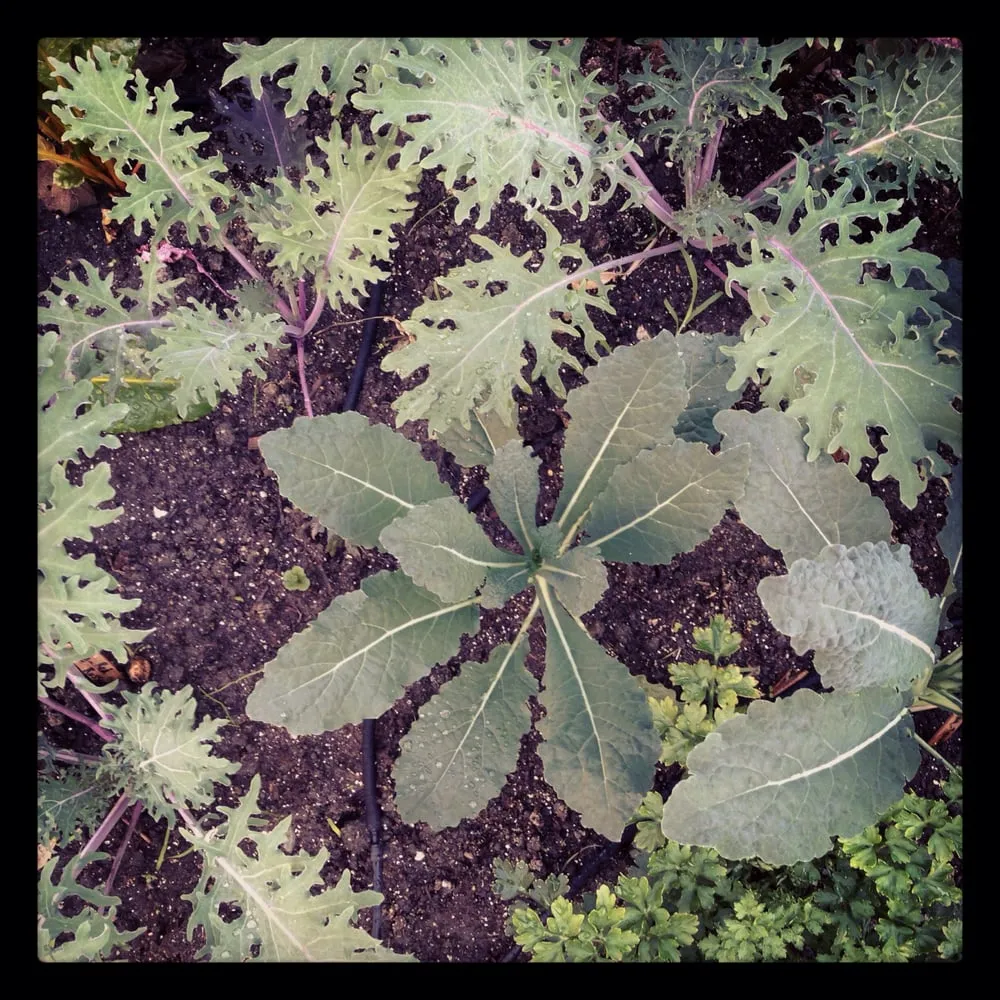 Reliable lawn care service for outdoor upgrades across Los Angeles, CA - First Earth Gardens