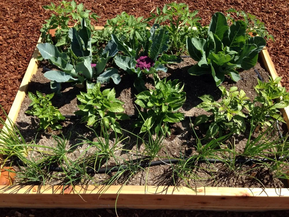 Expert lawn mowing service in Los Angeles, CA - First Earth Gardens