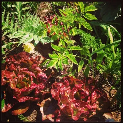 First Earth Gardens Logo