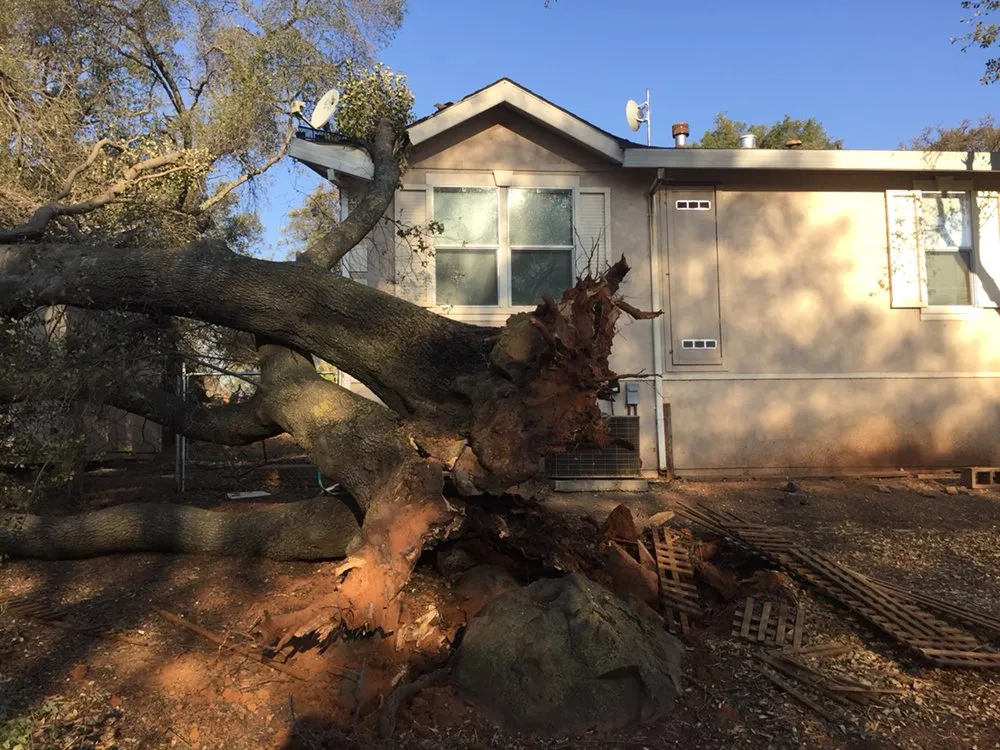 Trusted lawn care service in Grass Valley, CA - First Impressions Tree Service and Landscaping