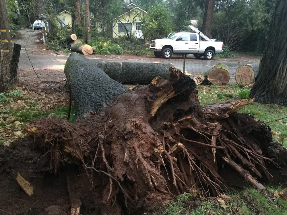 Custom yard maintenance in Grass Valley, CA by First Impressions Tree Service and Landscaping