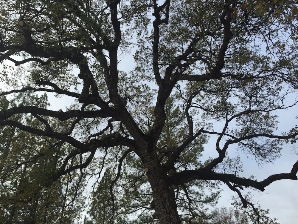 Local lawn care service near you in Grass Valley, CA by First Impressions Tree Service and Landscaping