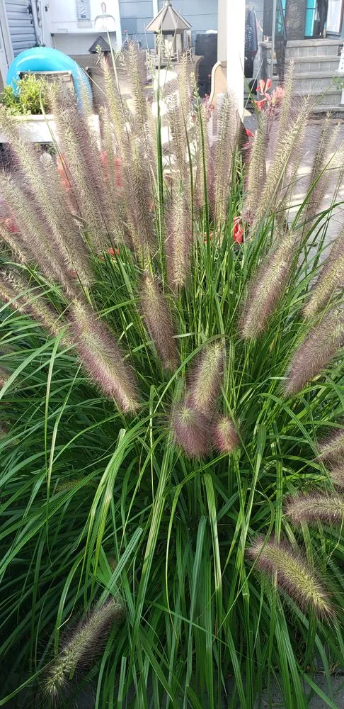 Local yard maintenance for homes in Woodmere, NY by First in class landscape