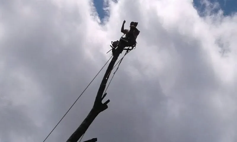 Top-rated landscape installation in Birdsboro, PA by First Nature Tree Service