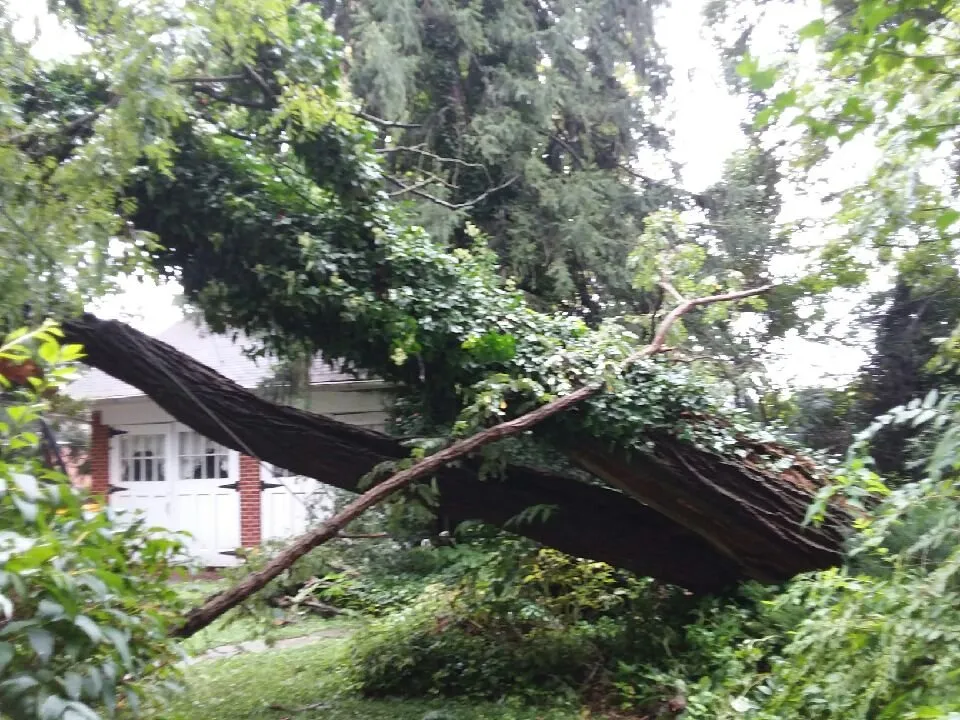 Trusted yard cleanup service in Birdsboro, PA by First Nature Tree Service