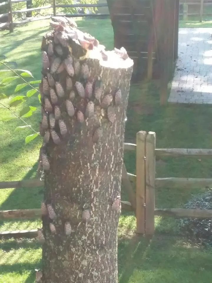 Custom lawn mowing service experts serving Birdsboro, PA - First Nature Tree Service