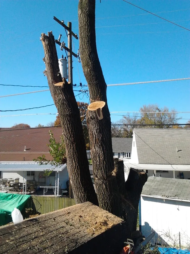 Custom landscape design for year-round maintenance in Birdsboro, PA by First Nature Tree Service