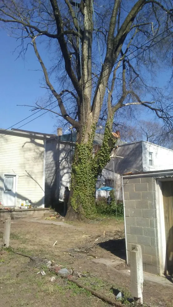 Trusted lawn care service experts serving Birdsboro, PA - First Nature Tree Service