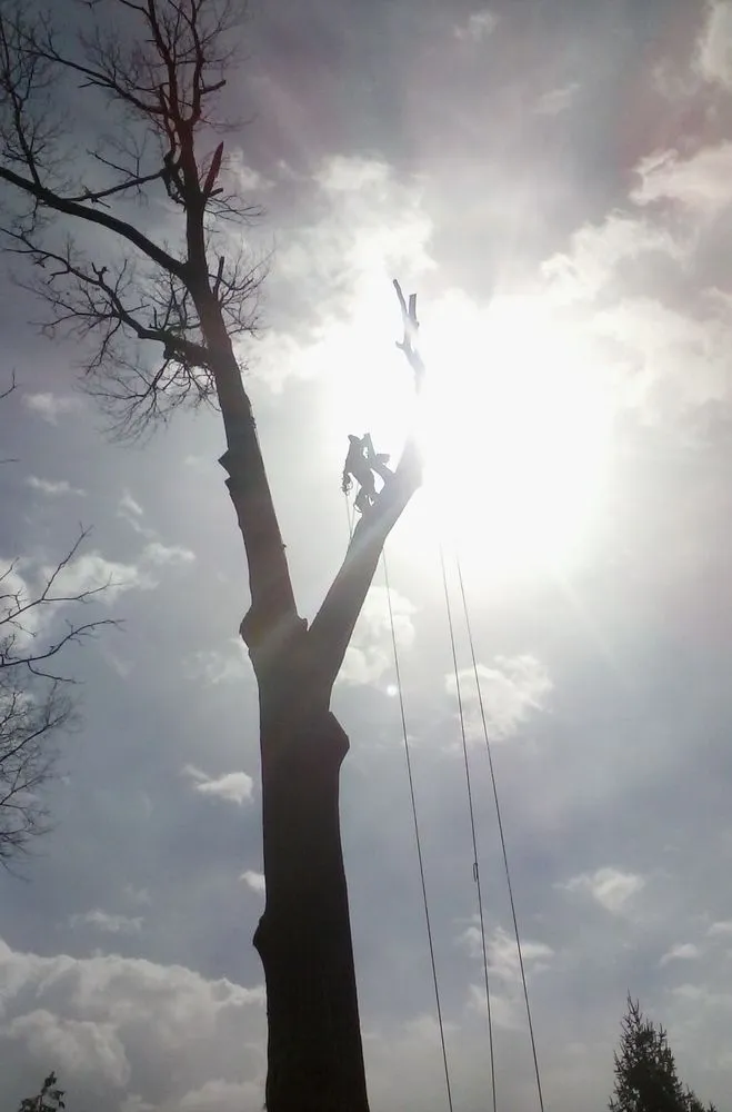 Expert landscape design for beautiful yards across Birdsboro, PA - First Nature Tree Service