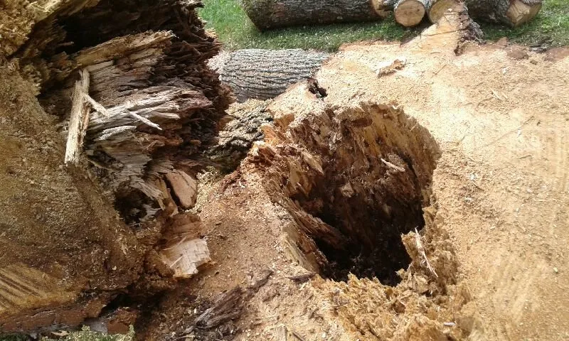 Affordable outdoor landscaping in Birdsboro, PA - First Nature Tree Service