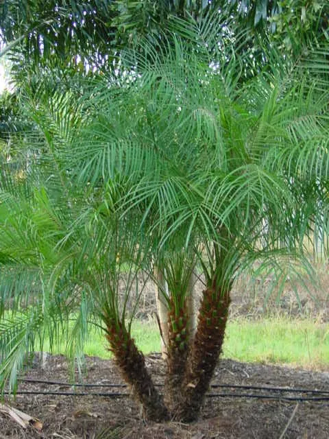 Reliable lawn care service experts serving Surprise, AZ - First Option Landscape