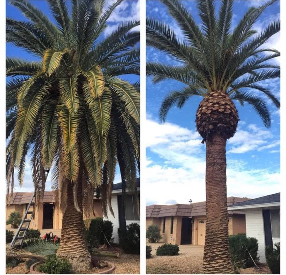 Local outdoor landscaping experts serving Surprise, AZ - First Option Landscape