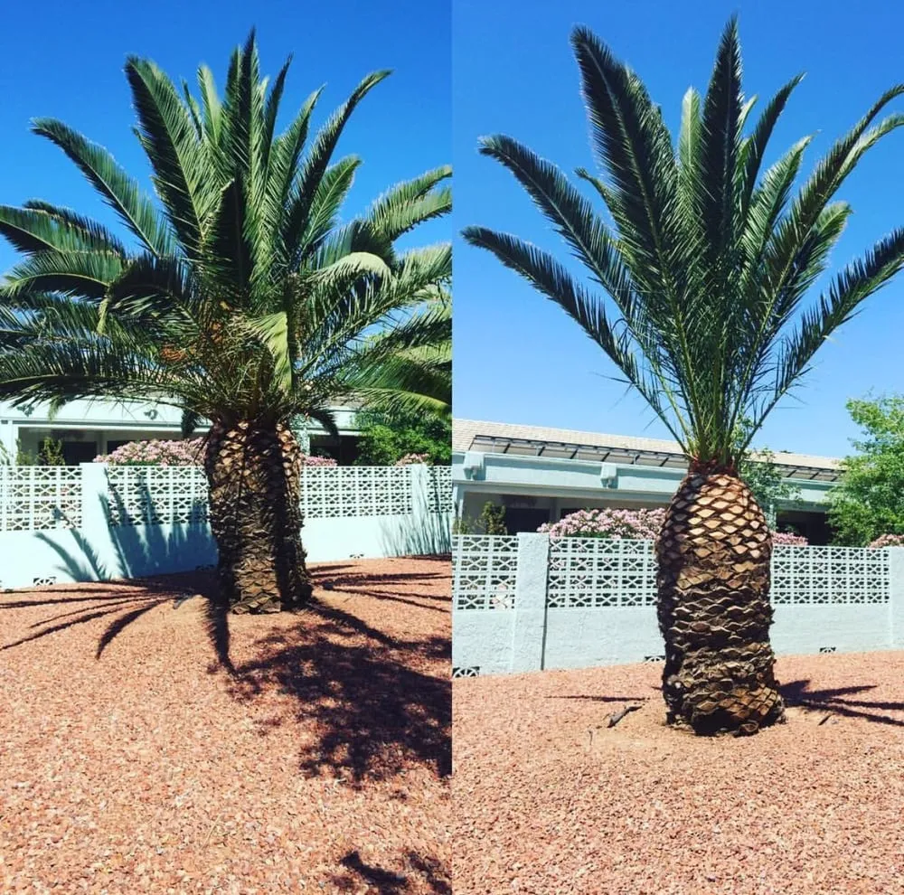 Professional residential landscaping in Surprise, AZ - First Option Landscape