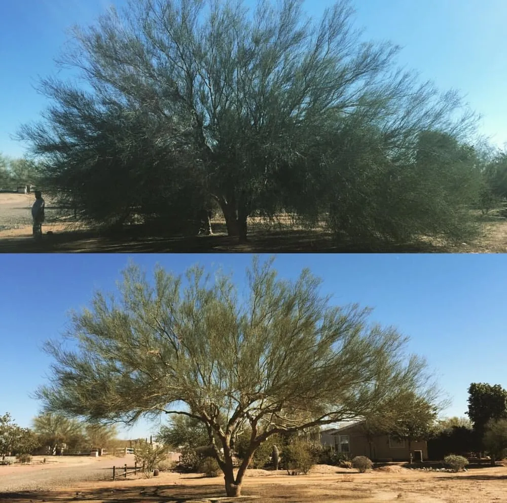 Top-rated landscape installation experts serving Surprise, AZ - First Option Landscape