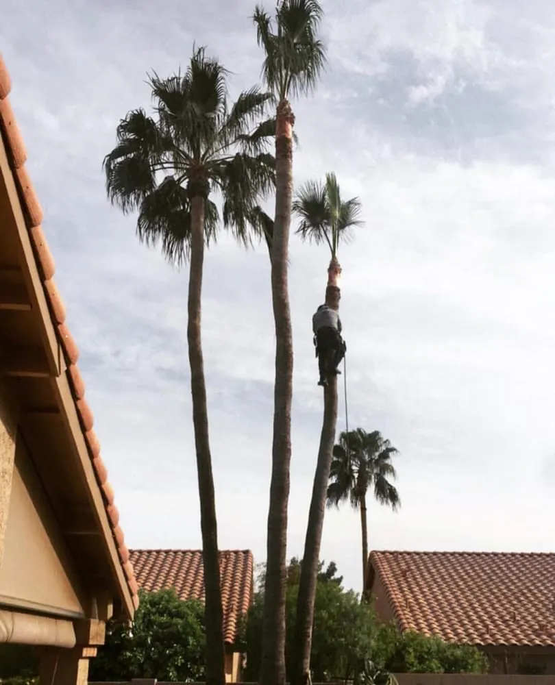 Custom yard maintenance in Surprise, AZ by First Option Landscape