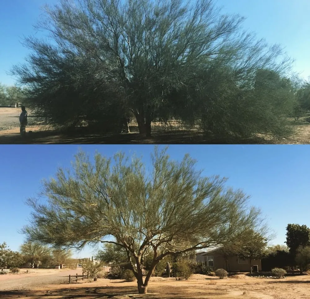 Professional garden landscaping in Surprise, AZ by First Option Landscape