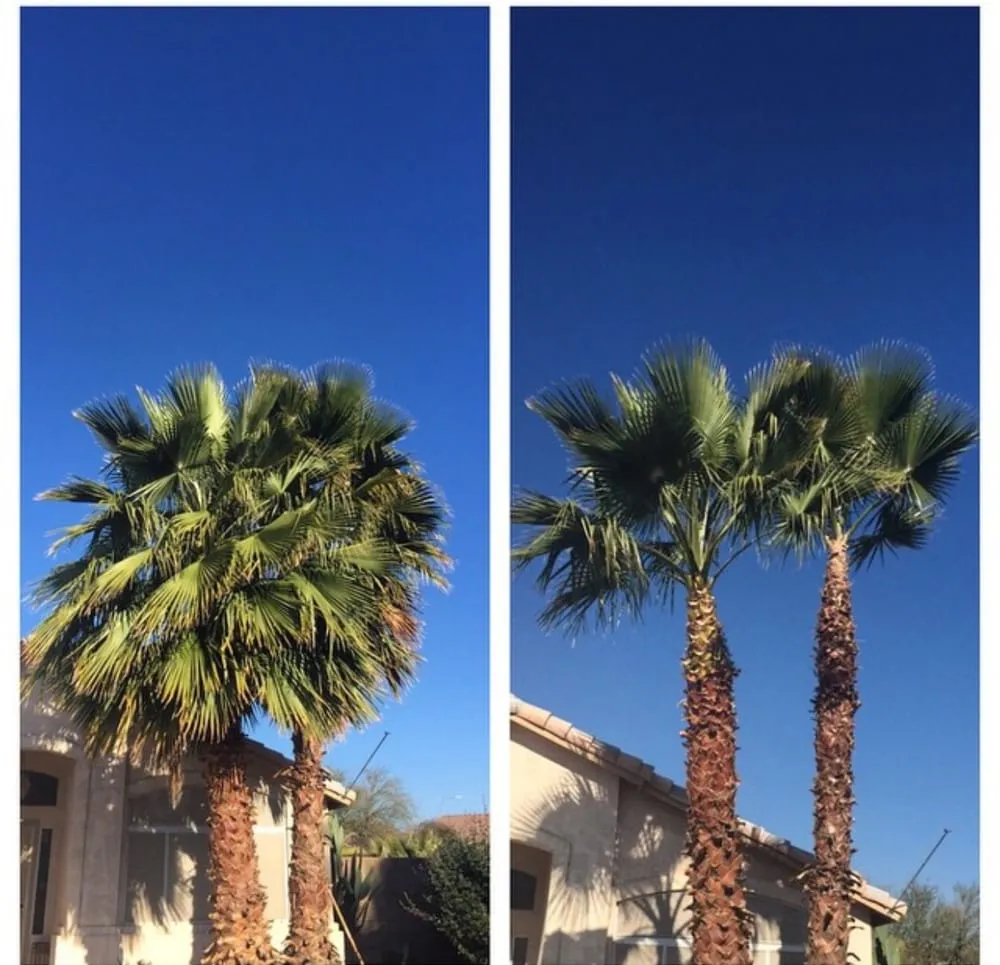 Affordable lawn care service near you in Surprise, AZ by First Option Landscape