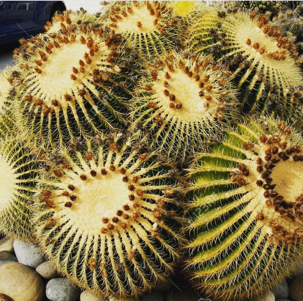 Top-rated lawn mowing service for homes across Surprise, AZ - First Option Landscape