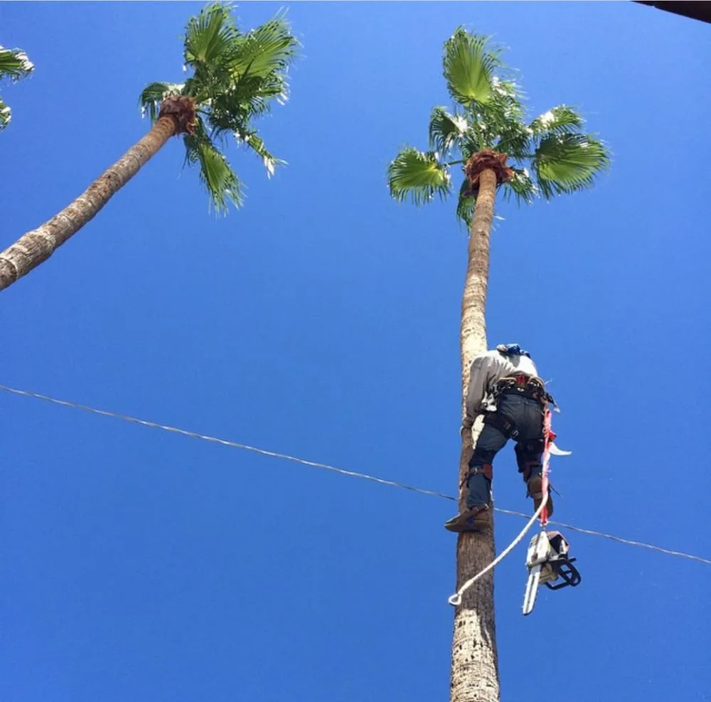 Local landscaping services for homes across Surprise, AZ - First Option Landscape